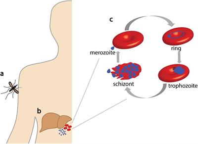 How Malaria Parasites Acquire Nutrients From Their Host